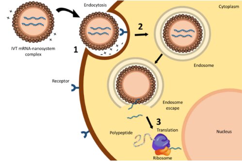 Des risques inquiétants liés aux vaccins ARN dans l&rsquo;élevage