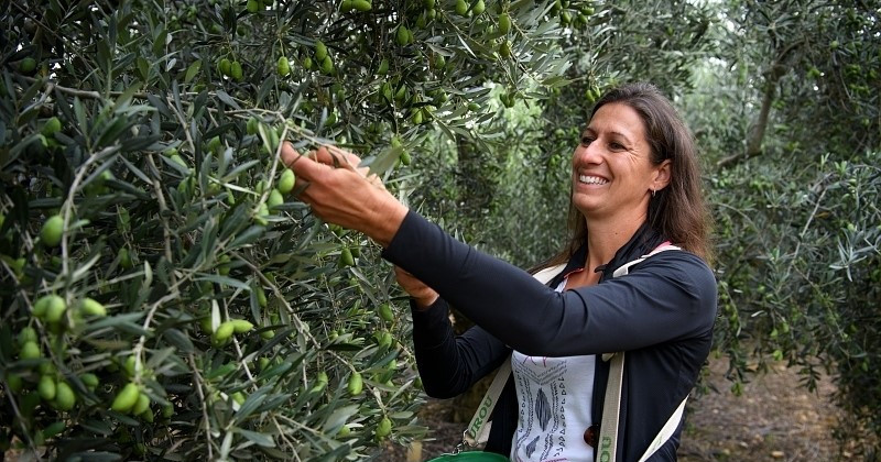 Une récolte d&rsquo;olives inédite dans le Languedoc : une saison record pour les producteurs locaux